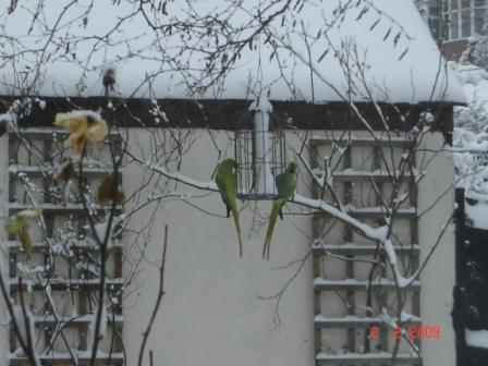 snowy65.JPG