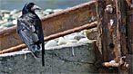 Rook. Photo: David Merrett