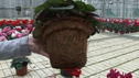 Green pots