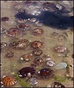 Jellyfish washed ashore