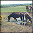New Forest