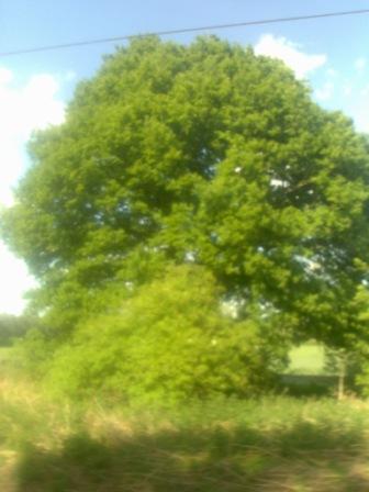 tree.jpg
