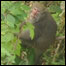 Macaco em Taiwan