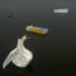 Swan