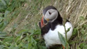Rathlin birds