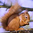 Estate activities (Image: Red Squirrrel)