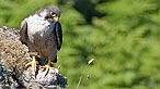 Peregrine falcon. Photo: Rich Parker